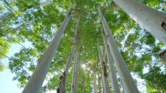 夏天阳光树荫树林森林桉树林速生桉仰拍仰视