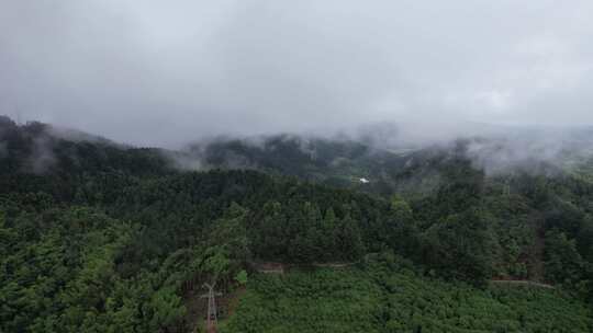 森林植物清晨迷雾航拍