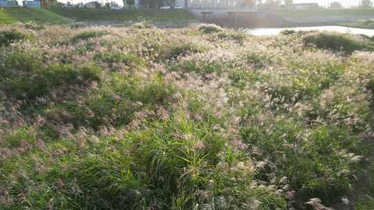 杭州余杭下陡门村芦苇荡