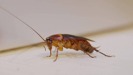 地板上棕色蟑螂的特写镜头
