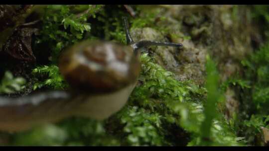 雨林中的微观蜗牛