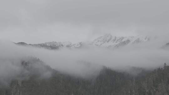 西藏林芝大气航拍自然风光云雾缭绕雪山森林