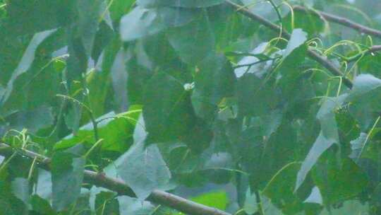 城市下暴雨下雨天雨水雨滴植物树叶子树木雨