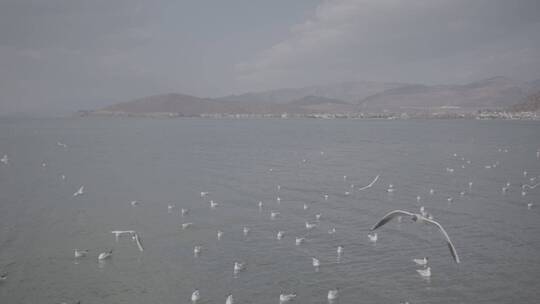 云南大理洱海丽江泸沽湖昆明滇池红嘴鸥灰片视频素材模板下载