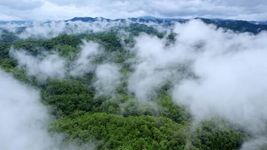 山自然河山川森林古树植物青苔生态自然