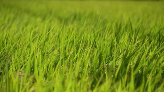 风吹过一望无际的稻田绿色稻田