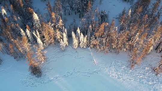 新疆喀纳斯雪景-树林光影俯瞰