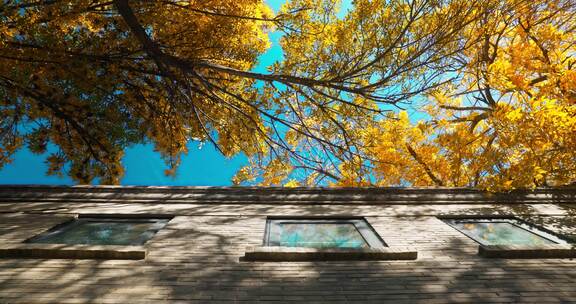 【合集】2024北京胡同秋天秋景落叶