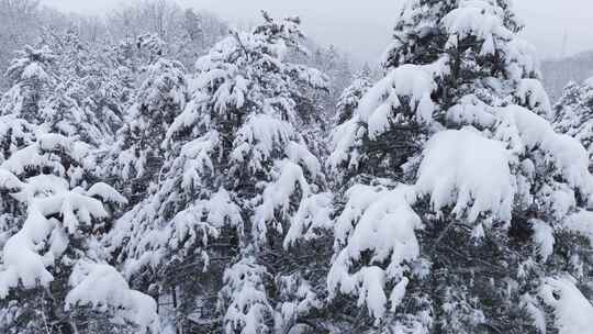 伏牛山冬季雪景云海雾凇