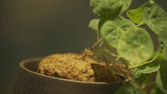 盆栽植物生长微距视频素材模板下载