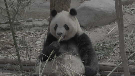 大熊猫吃竹子-中景-50帧率-Slog3
