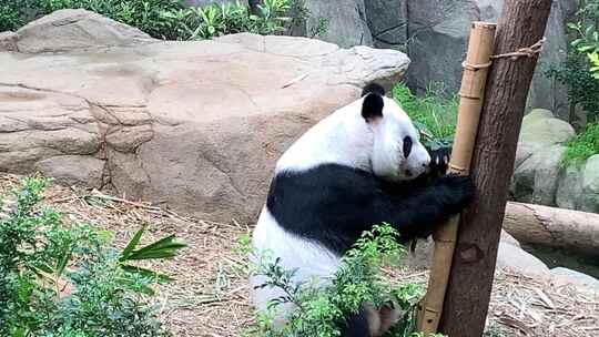 动物园大熊猫玩耍视频素材模板下载