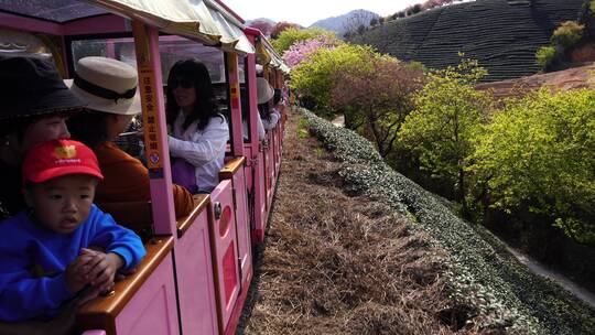 樱花树 茶园樱花美景 浪漫樱花茶园