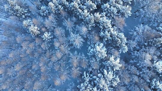 航拍雪花飘落雾凇森林下雪