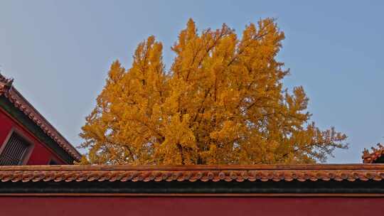 北京故宫秋天银杏