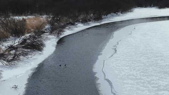 大兴安岭春天不冻河水面上的水鸭子