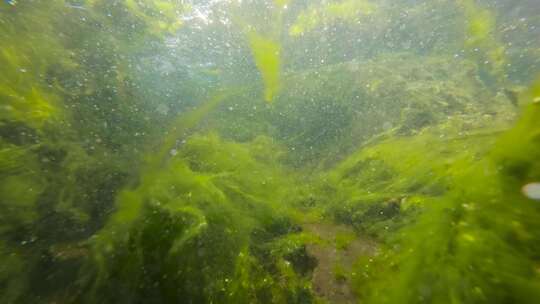 水下春光：阳光穿透的绿色舞动乐章
