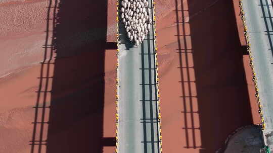 高原地区羊群过桥的壮观景象