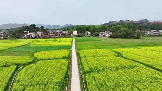 美丽乡村油菜花航拍