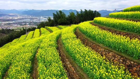 油菜花梯田露天环形剧场航拍