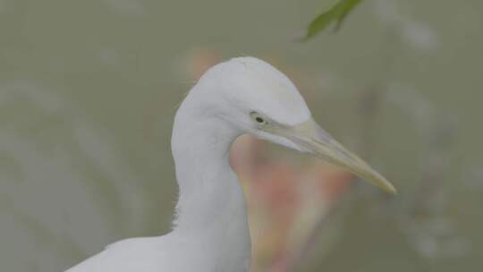 湖北涨渡湖春天湿地白鹭头部特写地拍