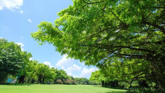 夏天蓝天白云阳光草坪草地绿地树林森林公园