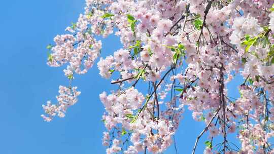 春天阳光下的樱花花朵花瓣