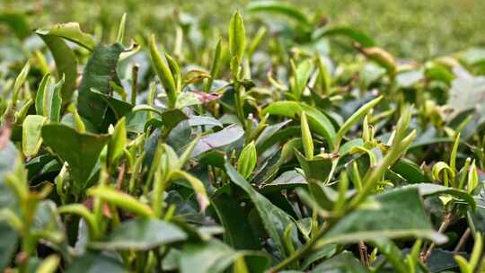 大自然茶园茶叶茶山美景景色