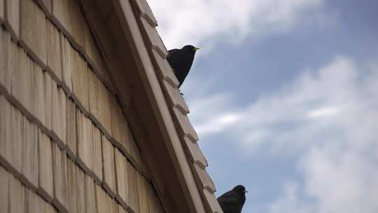 红嘴山鸦坐在木屋屋顶上视频素材模板下载