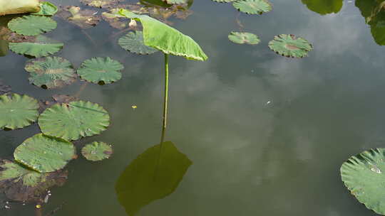 昆明翠湖公园旅游景点