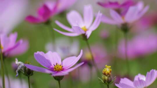 格桑花 春暖花开