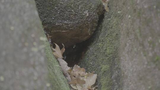 秋天落叶苔藓秋水LOG