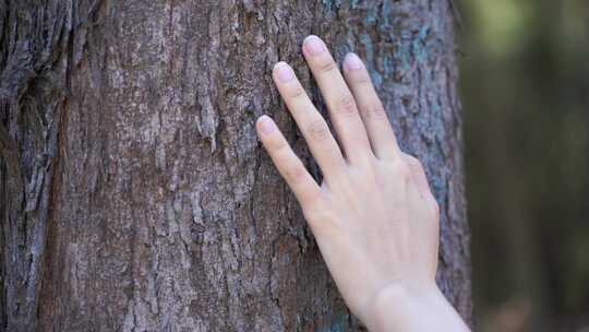 抚摸树皮触摸树干感受自然亲近大自然手特写
