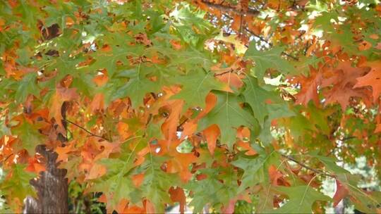 秋天变色的枫叶树视频素材模板下载