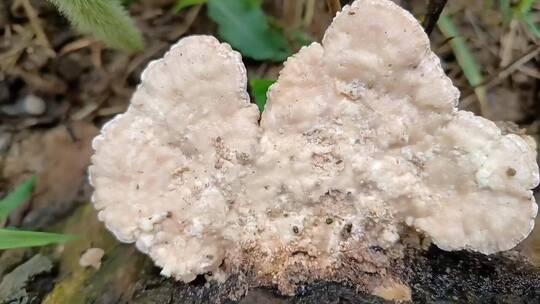 白色野生蘑菇