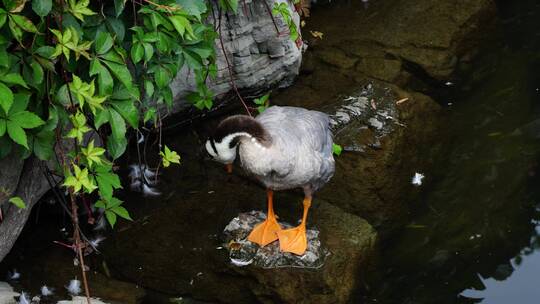 鸭子斑头雁在水面梳理羽毛视频素材模板下载