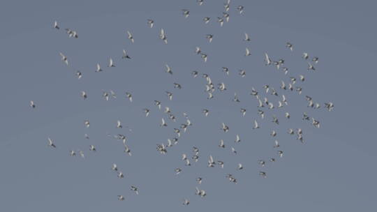 一群飞翔的鸽子视频素材模板下载