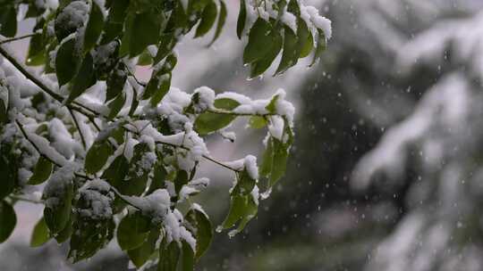 寒冷冬季公园绿化树木大雪空境升格