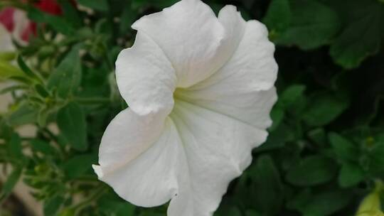 高清实拍白色的野花