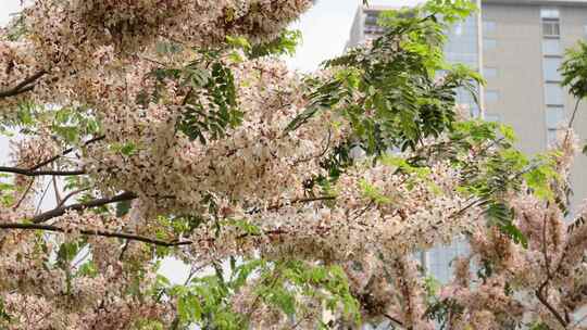 泰国樱花、花旗木