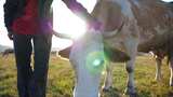 草原上的奶牛高清在线视频素材下载