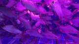 水族馆的鱼高清在线视频素材下载
