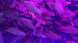 水族馆的鱼高清在线视频素材下载