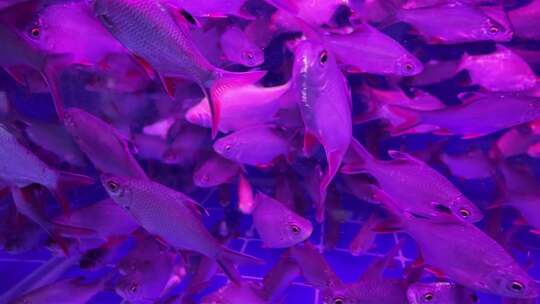 水族馆的鱼