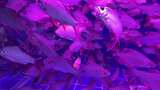水族馆的鱼高清在线视频素材下载