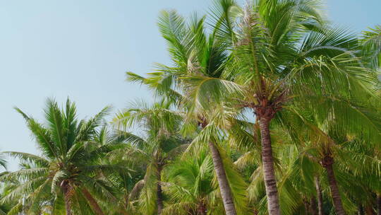 椰子树林风晴天蓝