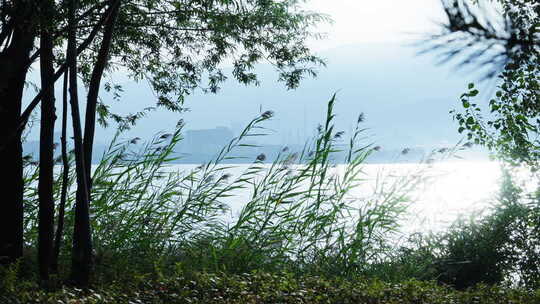 树叶阳光唯美光影夏天意境盛夏叶子阳光树下