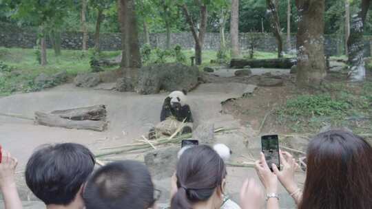 四川成都熊猫乐园大熊猫