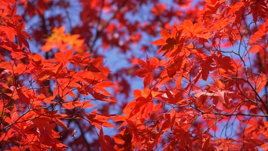 秋天的红枫树叶