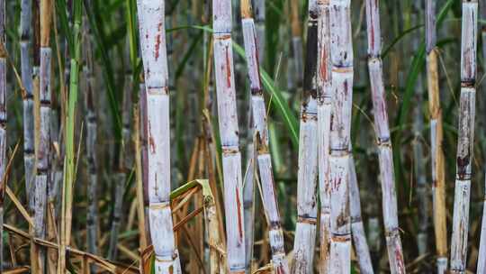 广西甘蔗种植蔗糖制糖原料乡村振兴农业田地